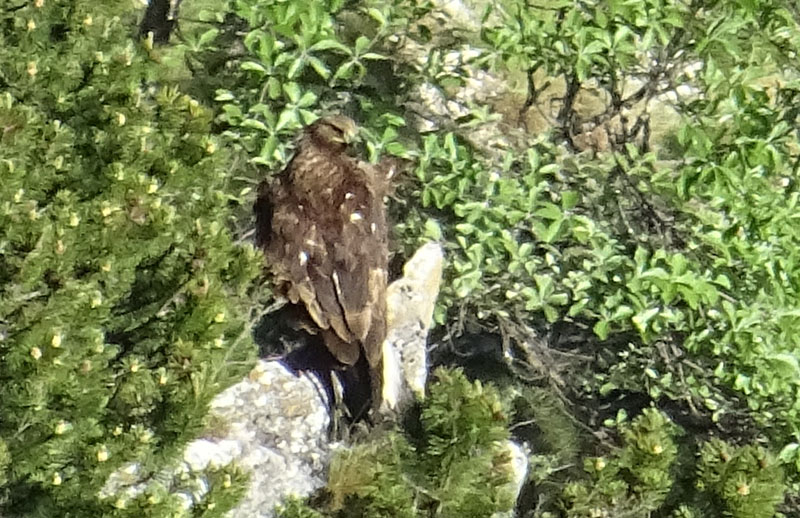 Aquila appostata......